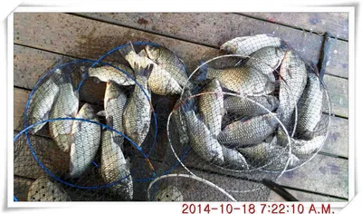 충남 아산 월선낚시터 10월 18일자 조황정보