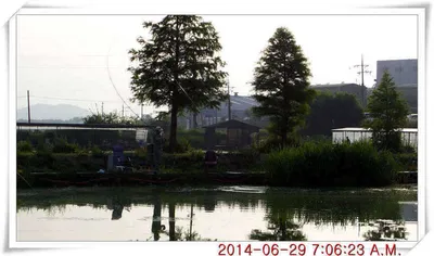 충남 아산 월선낚시터 6월 29일자 조황정보