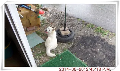 충남 아산 월선낚시터 6월 20일자 조황정보