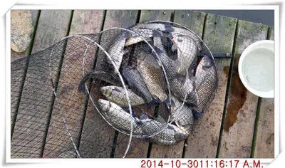 충남 아산 월선낚시터 10월 30일자 조황정보