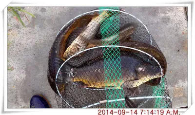 충남 아산 월선낚시터 9월 14일자 조황정보