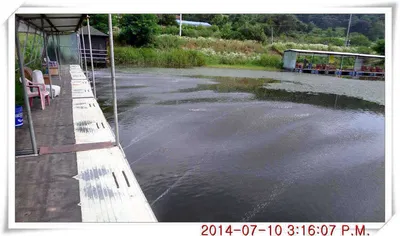 충남 아산 월선낚시터 7월 10일자 조황정보