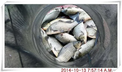 충남 아산 월선낚시터 10월 13일자 조황정보