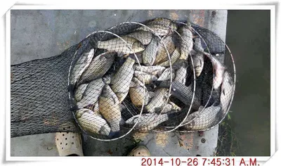 충남 아산 월선낚시터 10월 26일자 조황정보