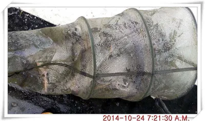 충남 아산 월선낚시터 10월 24일자 조황정보