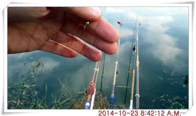 충남 아산 월선낚시터 10월 23일자 조황정보