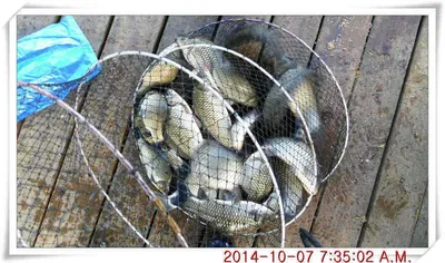 충남 아산 월선낚시터 10월 7일자 조황정보