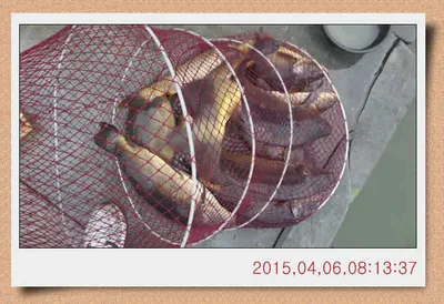 충남 아산 월선낚시터 산란철 특수를 꼭 누리세요