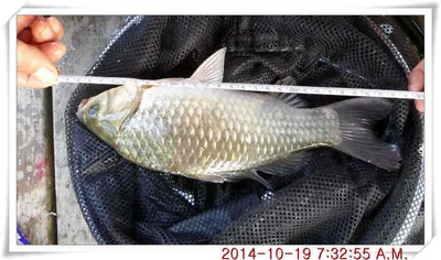 충남 아산 월선낚시터 10월 19일자 조황정보