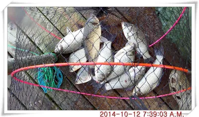 충남 아산 월선낚시터 10월 12일자 조황정보