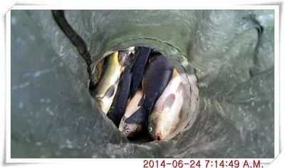 충남 아산 월선낚시터 6월 2일자 조황정보