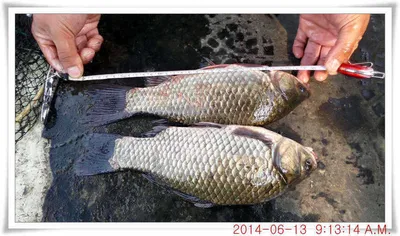 충남 아산 월선낚시터 6월 13일자 조황정보