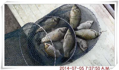 충남 아산 월선낚시터 7월 5일자 조황정보