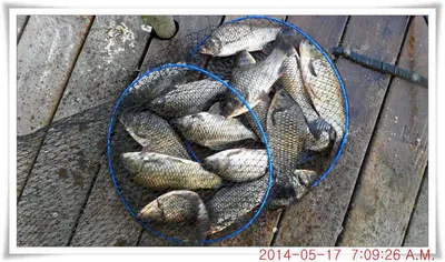 충남 아산 월선낚시터 5월 17일자 조황정보