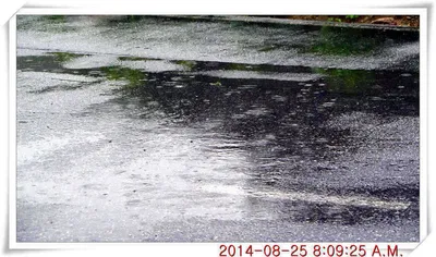 충남 아산 월선낚시터 8월 25일자 조황정보