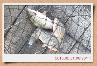 충남 아산 월선낚시터 2월 1일자 스케치