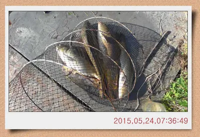 충남 아산 월선낚시터 5월 24일자 스케치