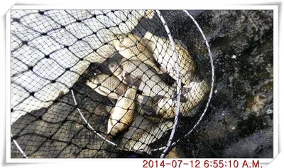 충남 아산 월선낚시터 7월 12일자 조황정보