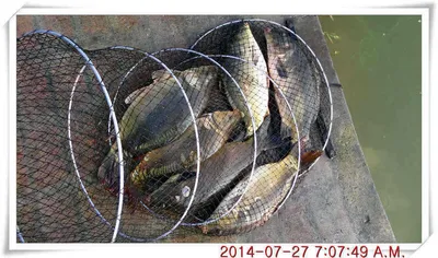 충남 아산 월선낚시터 7월 27일자 조황정보