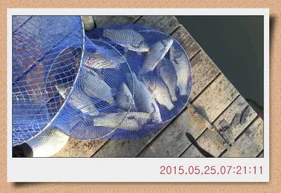 충남 아산 월선낚시터 5월 25일자 스케치