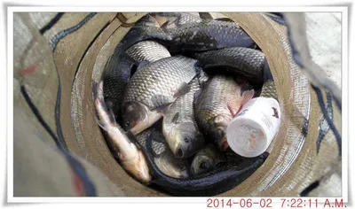 충남 아산 월선낚시터 6월 2일자 조황정보