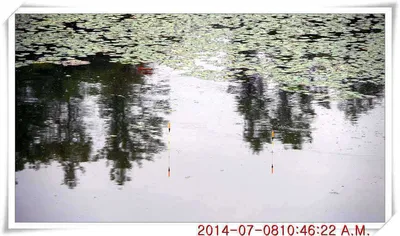 충남 아산 월선낚시터 7월 8일자 조황정보