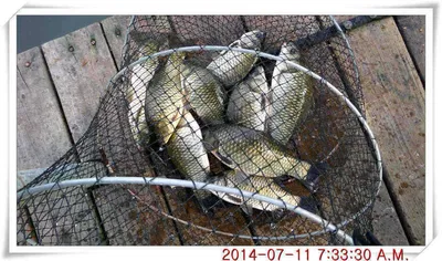 충남 아산 월선낚시터 7월 11일자 조황정보