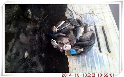 충남 아산 월선낚시터 10월 10일자 조황정보