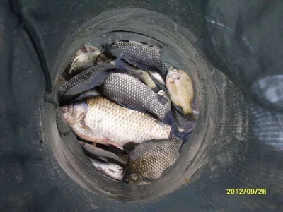 연일 이어지는 호 조황, 의암호 강기슭, 소문난 드림낚시.