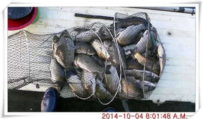 충남 아산 월선낚시터 10월 4일자 조황정보