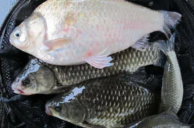 자갈섬낚시터조황입니다