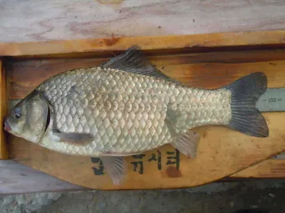 입석낚시터 [토종댐붕어] 6월2일조황