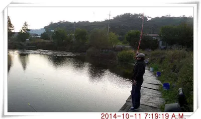 충남 아산 월선낚시터 10월 11일자 조황정보