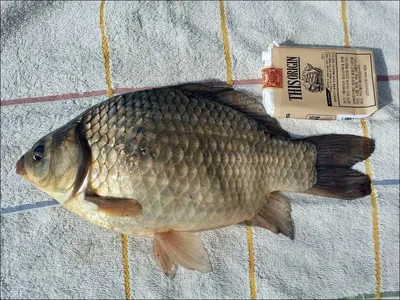 17.03.14 송전지 서울집 조황