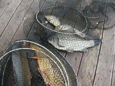 자갈섬낚시터조황입니다