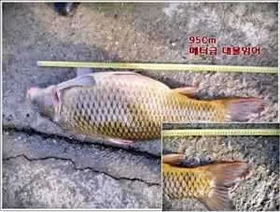 [각평지] 3월 2일 (금) 미터급 잉어 출몰
