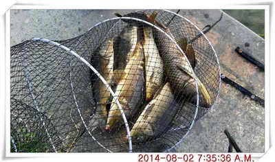 충남 아산 월선낚시터 8월 2일자 조황정보