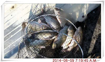 충남 아산 월선낚시터 8월 9월자 조황정보