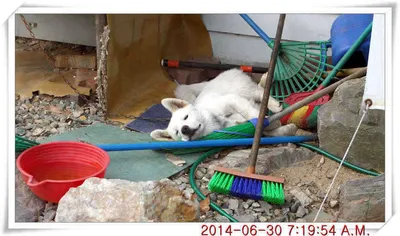 충남 아산 월선낚시터 6월 30일자 조황정보