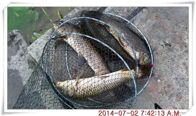 충남 아산 월선낚시터 7월 2일자 조황정보