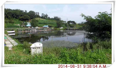 충남 아산 월선낚시터 8월 31일자 조황정보