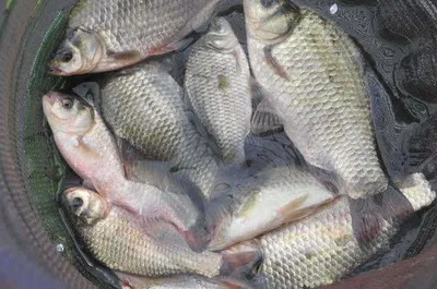 춘천의암호자갈섬낚시터