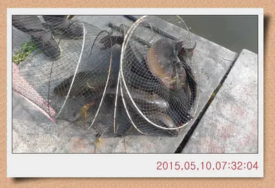 충남 아산 월선낚시터 5월 10일자 스케치