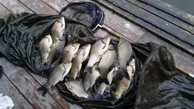 송전지 서울집 5월9일조황