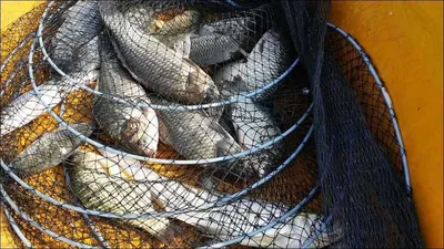 15.08.31 송전지 서울집 조황