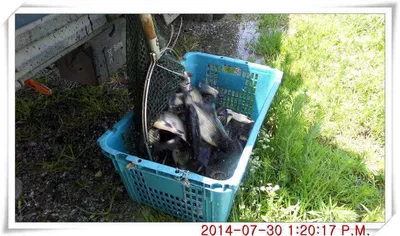 충남 아산 월선낚시터 7월 30일자 조황정보