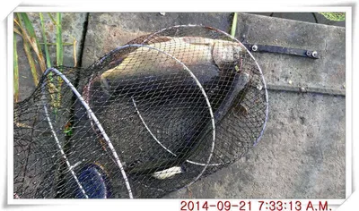 충남 아산 월선낚시터 9월 21일자 조황정보