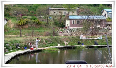 충남 아산 월선낚시터 4월 19일자 조황정보