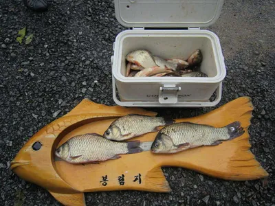 봉림지 여름 조황 감상바랍니다