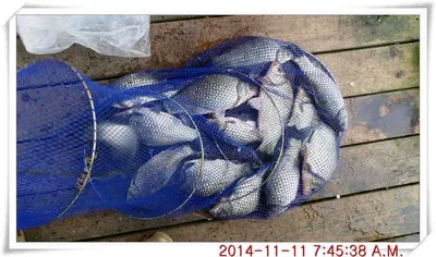 충남 아산 월선낚시터 11월 11일자 조황정보